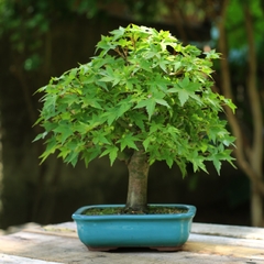 Bonsai Acer Palmatum Comum 10 anos