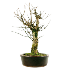 Bonsai Acer Buergerianum Kaede 14 anos - comprar online