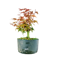 Pré Acer Palmatum Deshojo 1,5 anos