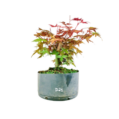 Pré Acer Palmatum Deshojo 1,5 anos