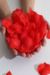 Petalas de Rosas Vermelha Pct c/ 100 pétalas - comprar online