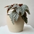 Begonia Rex M13 - comprar online