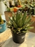 Agave Victoria Reginae 3 l - comprar online