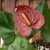 Anthurium M15 - Vivero DonGiuseppe