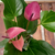 Anthurium M15 - comprar online