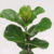 Ficus Pandurata 3 Lts - comprar online