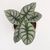 Alocasia Silver Dragon M12 - comprar online