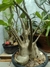 Adenium Arabicum de 8 anos - comprar online