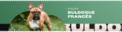 Banner da categoria Buldogue Frances