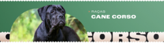 Banner da categoria Cane Corso