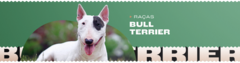 Banner da categoria Bull Terrier