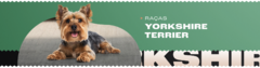 Banner da categoria Yorkshire Terrier