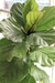 Ficus Pandurata Grande - comprar online