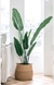 PLANTA STRELITZIA 1.60MTS ARTIFICIAL - comprar online