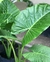 Alocasia Oreja de Elefante en 3 litros + Maceta premium n18 - tienda online