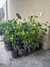 Ficus Benjamina en 3 litros - comprar online