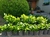 Hortensia en 3 litros - comprar online