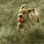 Imagem do Bola Para Cães Chuckit! Ultra Ball - P, M e GG