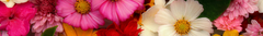 Banner da categoria Florais 