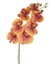 HASTE ORQUIDEA AMARELO