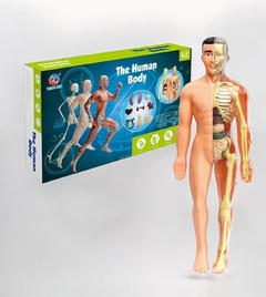 Maniquí - The human body - comprar en línea