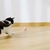 Pet Ball - comprar online