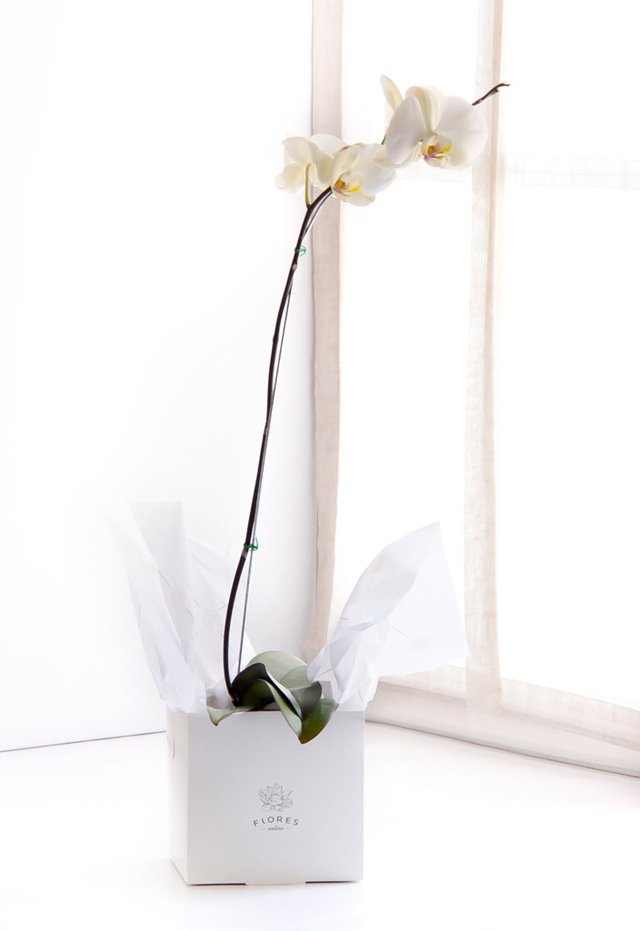 A110 - Orquidea phaleanopsis blanca en internet