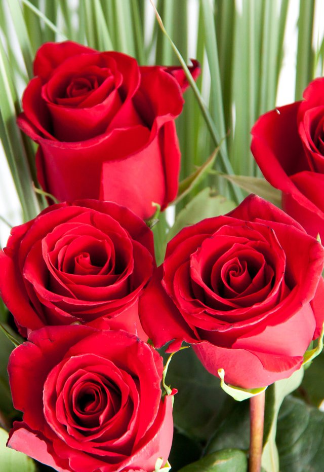 RO4 - Florero con 1 docena de rosas rojas importadas en internet