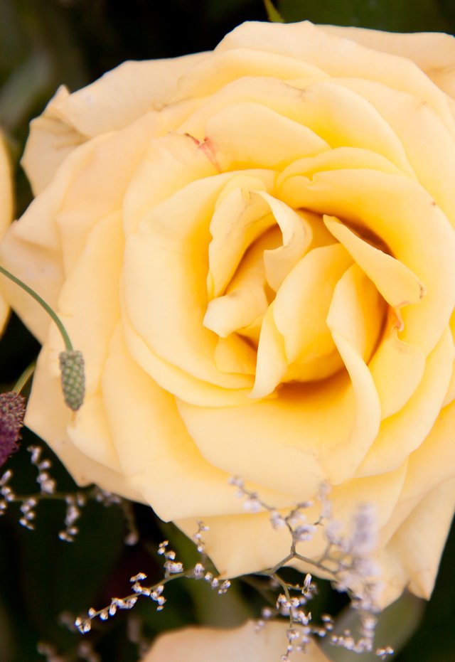 c14 - rosas amarillas en internet