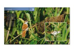 Aves da Região de Manaus: Birds of the Manaus Region. - comprar online