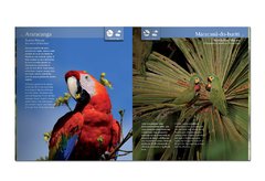 Aves da Região de Manaus: Birds of the Manaus Region. na internet