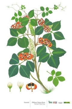 Guaraná (Pallimia Cupana Kunt) - Cartaz