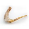 Shofar de carnero de aproximado 65 cm cm con atril y manual de uso en internet