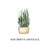 Potted Plant - Tarjetas Serie Box en internet