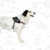 Arnes Flyharness Zee Dog - comprar online