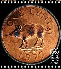 Km 15 Bermudas 1 Cent 1977 XFC # Porco Selvagem © - comprar online