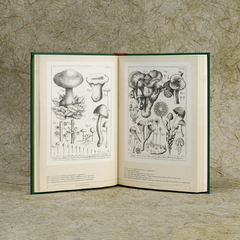 Setas en el arte botánico - Libros del Zorro Rojo