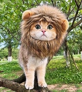 Melena de Le n para Gato Divertido Gorro con Velcro para Mascotas