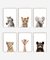 Set x6 Cuadros Animales Baby