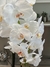 Orquídea Alina 80 cm - Cielo y Tierra