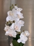 Orquídea Zoe 42 cm - comprar online