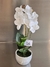 Orquídea Anais 30 cm