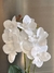 Orquídea Anais 30 cm - comprar online