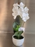 Orquídea Anais 30 cm en internet