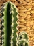 Cactus - Cielo y Tierra