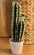 Cactus - comprar online