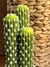 Cactus en internet