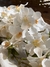 Rama Flores Blancas en internet