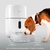 Comedero Inteligente Para Mascota Nexxt Solutions Smart Wifi Cam Audio NHA-P610 - tienda online