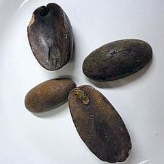 Fava Pichurí